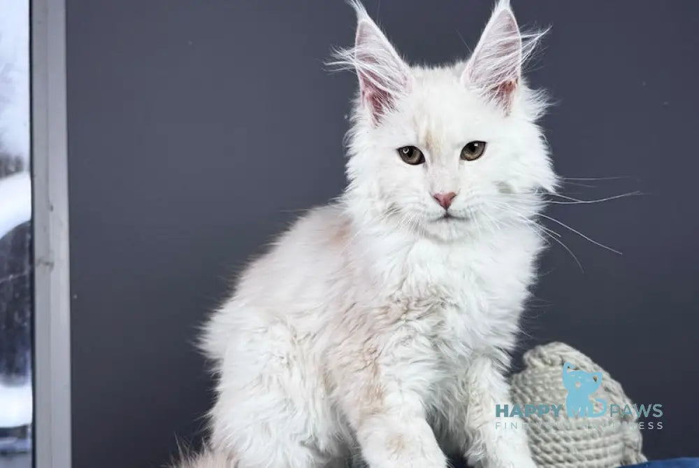 Bram Maine Coon male red smoke live animals