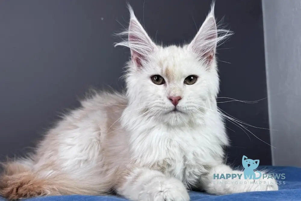 Bram Maine Coon male red smoke live animals