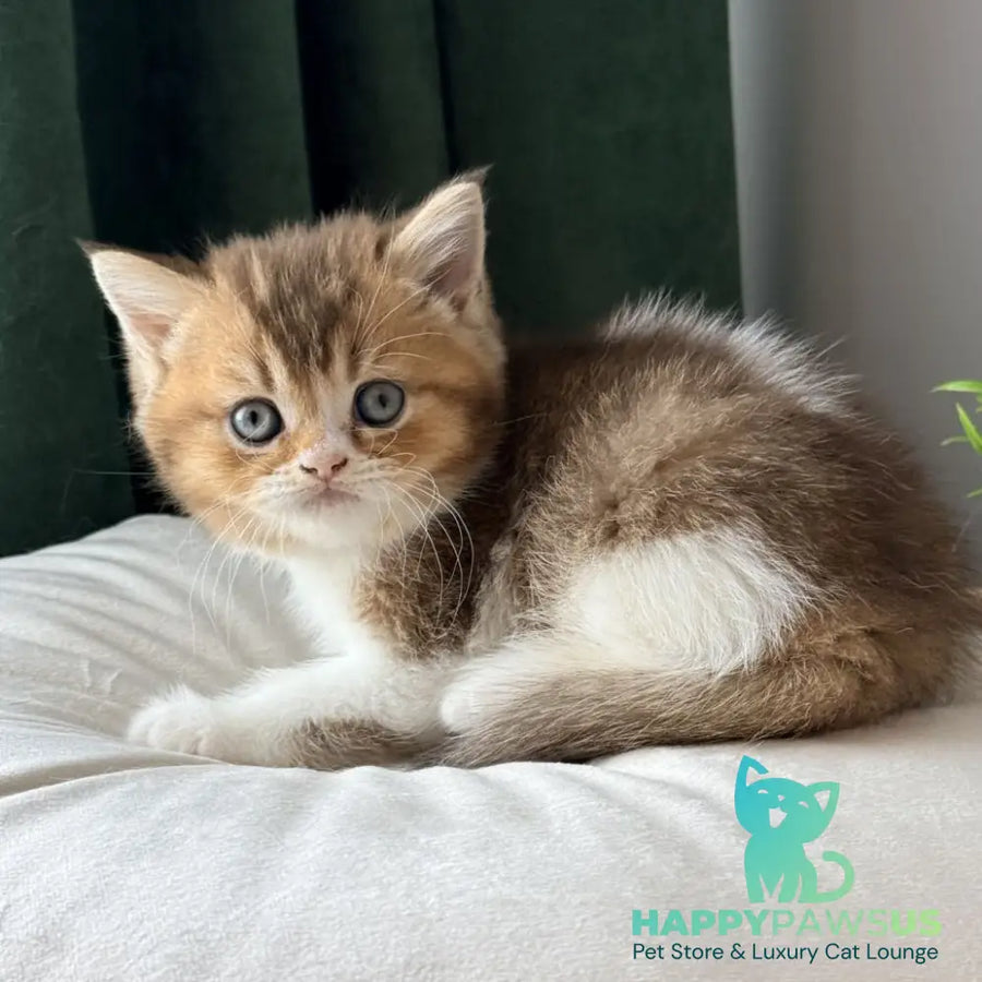 Brandon British Shorthair male chocolate ticked tabby bicolour - live animals