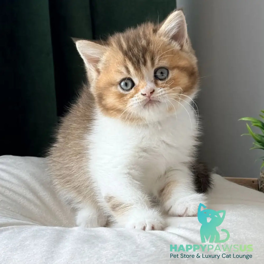 Brandon British Shorthair male chocolate ticked tabby bicolour - live animals
