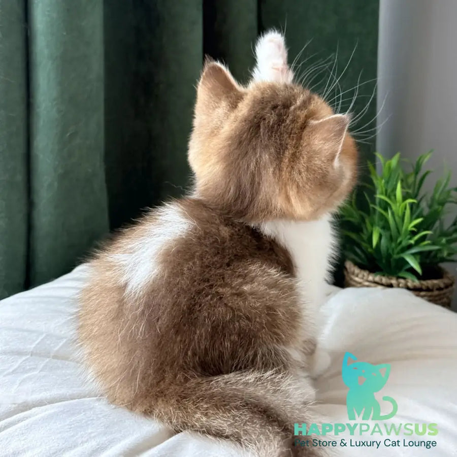 Brandon British Shorthair male chocolate ticked tabby bicolour - live animals