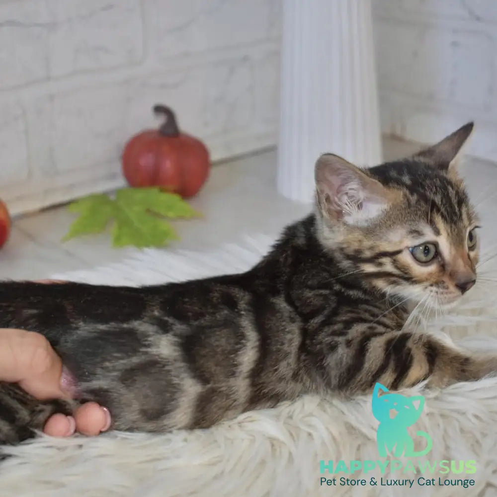 Brauni Bengal male black spotted tabby - live animals