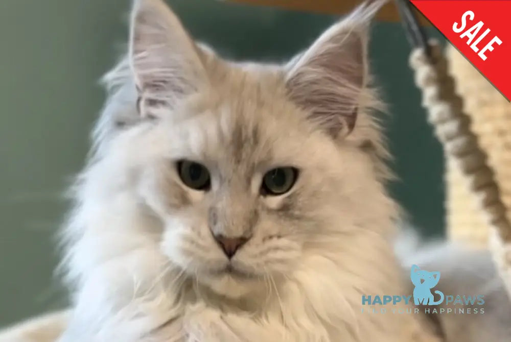 Bravo Maine Coon male black silver shaded live animals