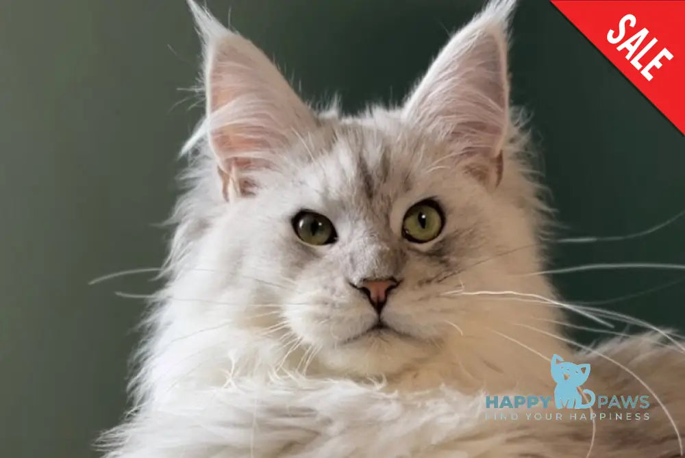 Bravo Maine Coon male black silver shaded live animals