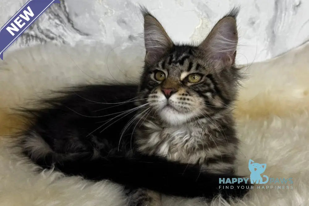 Bravus Maine Coon male black tabby live animals