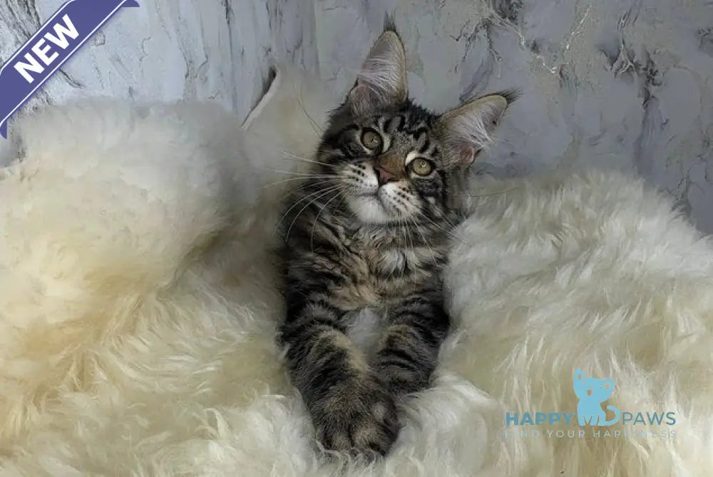 Bravus Maine Coon male black tabby live animals