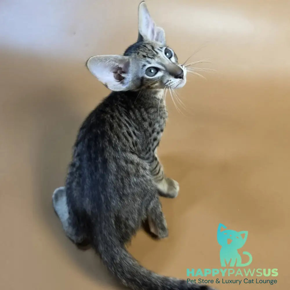 Brawnie Oriental Shorthair male black spotted tabby - live animals