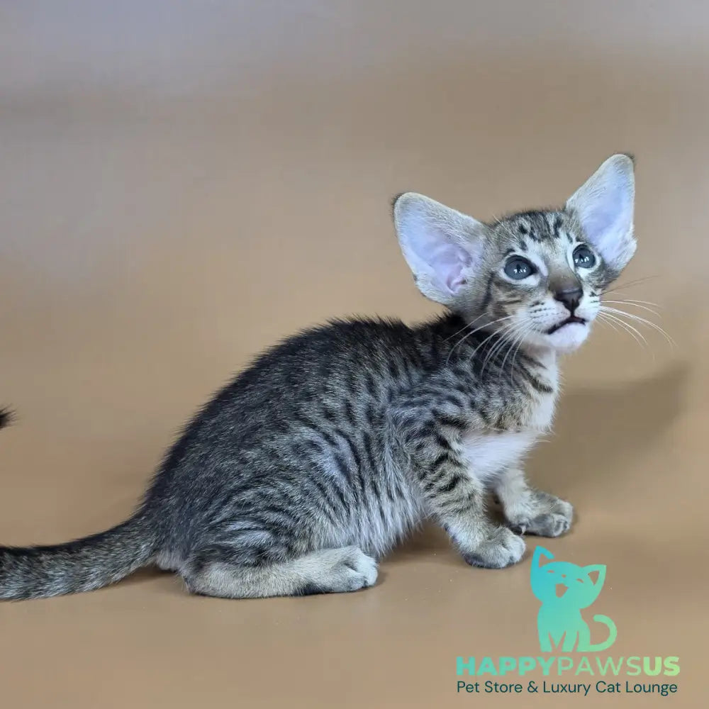 Brawnie Oriental Shorthair male black spotted tabby - live animals