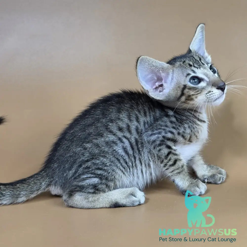 Brawnie Oriental Shorthair male black spotted tabby - live animals