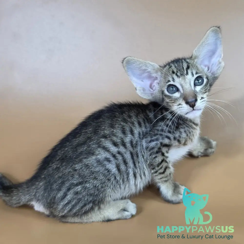 Brawnie Oriental Shorthair male black spotted tabby - live animals