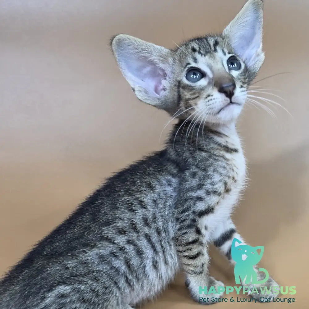 Brawnie Oriental Shorthair male black spotted tabby - live animals