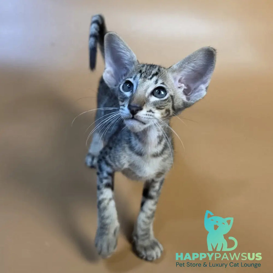 Brawnie Oriental Shorthair male black spotted tabby - live animals