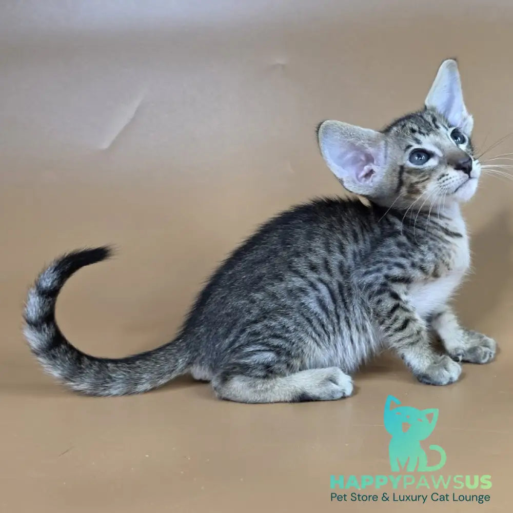 Brawnie Oriental Shorthair male black spotted tabby - live animals
