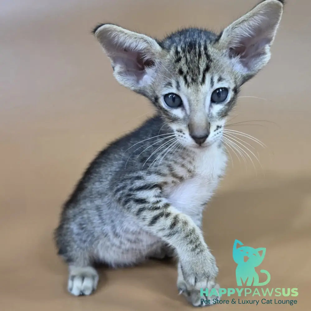 Brawnie Oriental Shorthair male black spotted tabby - live animals