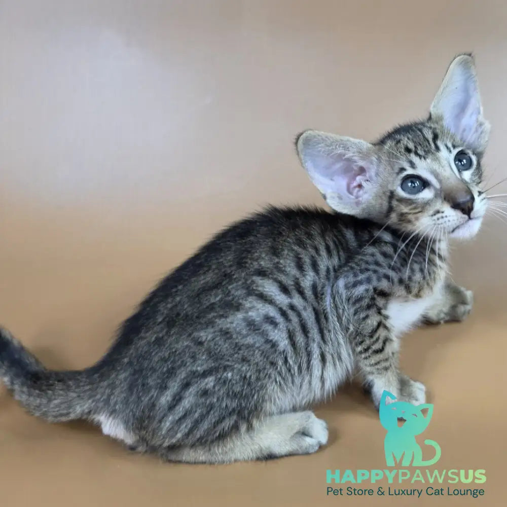 Brawnie Oriental Shorthair male black spotted tabby - live animals