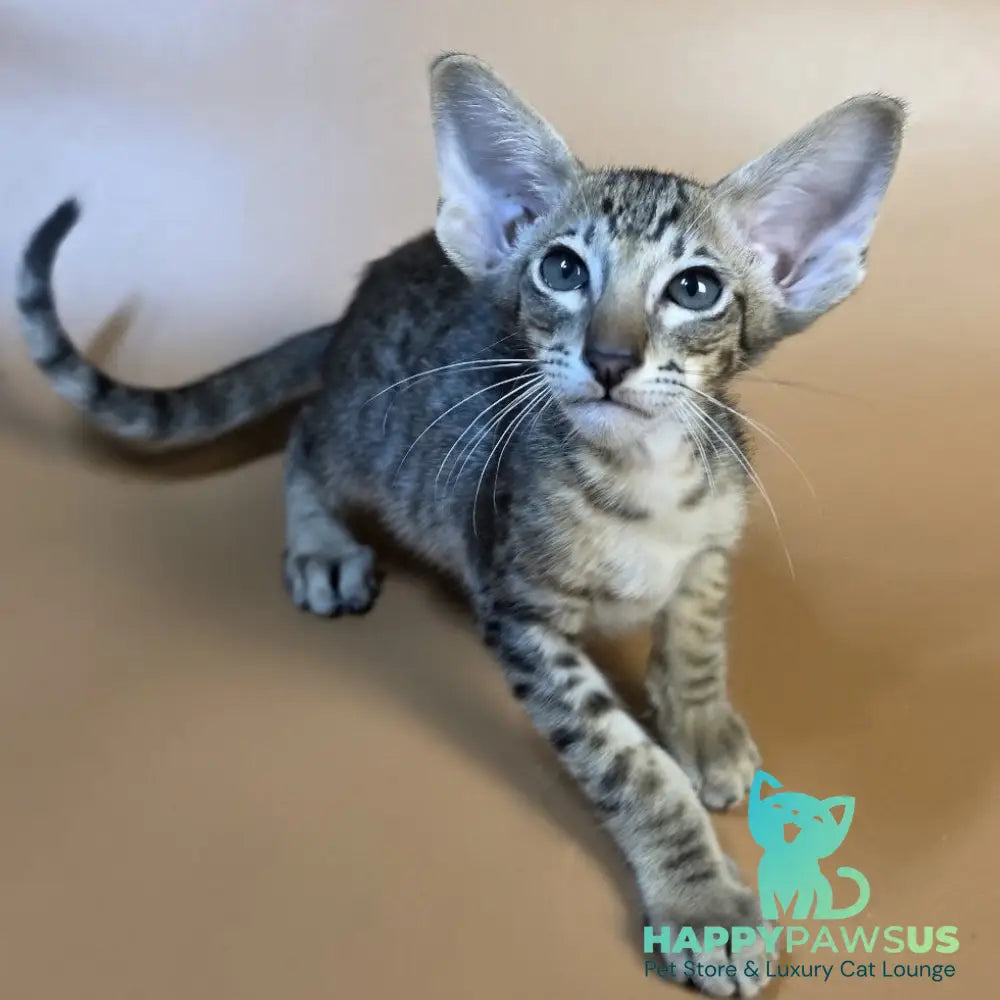 Brawnie Oriental Shorthair male black spotted tabby - live animals