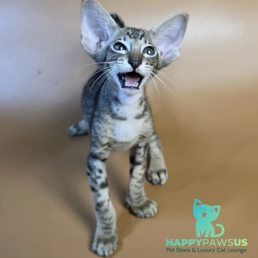 Brawnie Oriental Shorthair male black spotted tabby - live animals