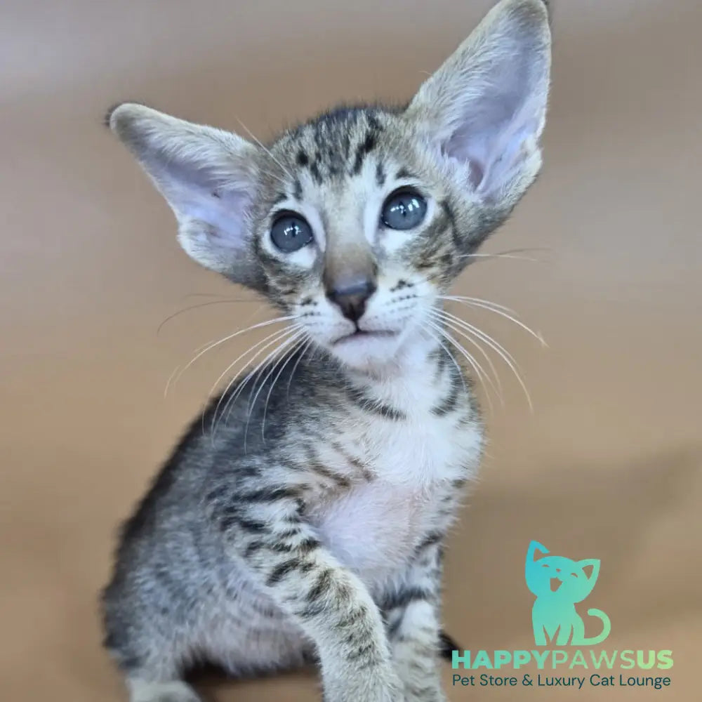 Brawnie Oriental Shorthair male black spotted tabby - live animals