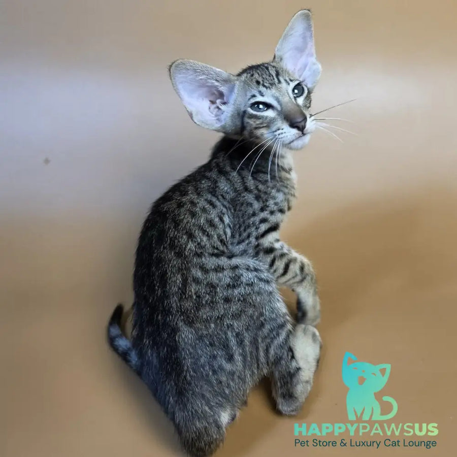 Brawnie Oriental Shorthair male black spotted tabby - live animals