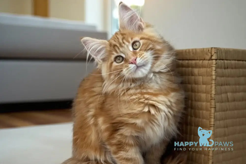 Brayan Maine Coon male red live animals