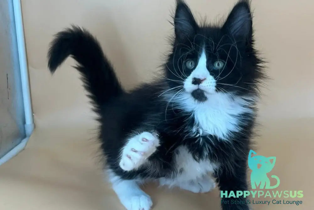 Bred Maine Coon male black bicolour - live animals