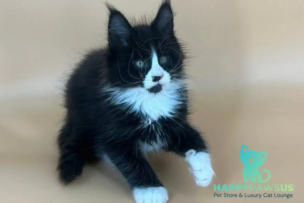 Bred Maine Coon male black bicolour - live animals