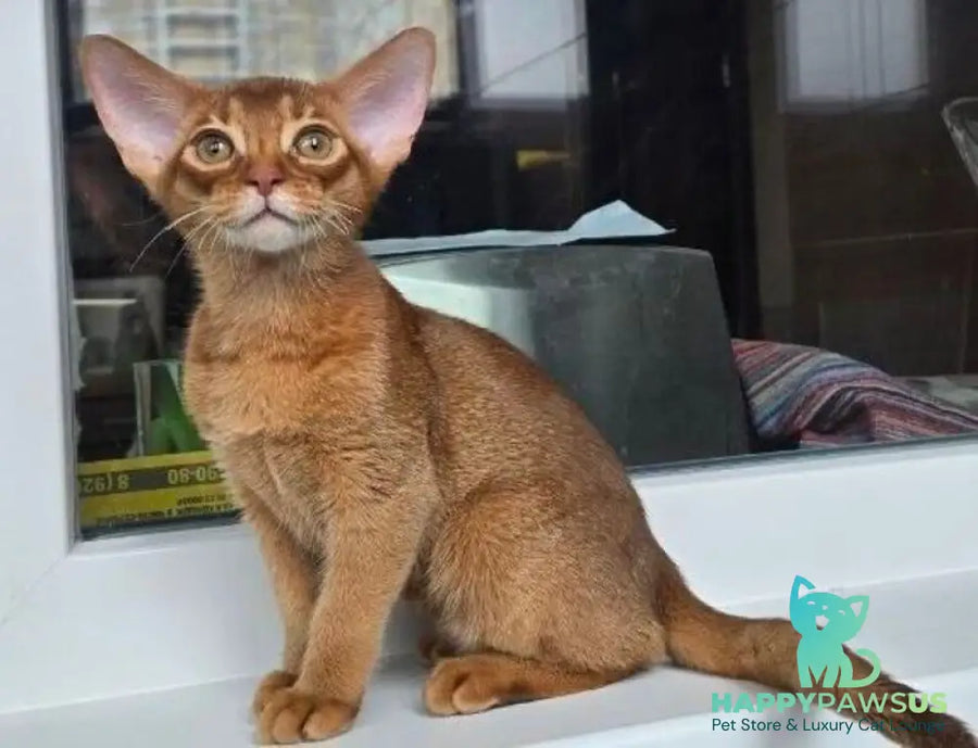 Brenda Abyssinian female sorrel - live animals