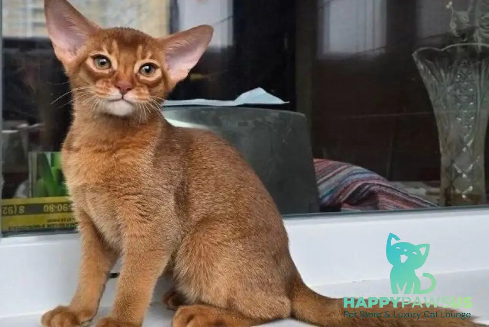 Brenda Abyssinian female sorrel - live animals