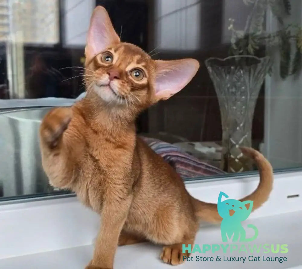 Brenda Abyssinian female sorrel - live animals