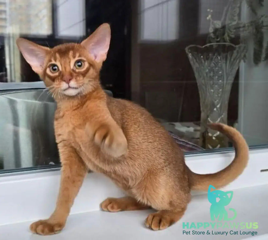 Brenda Abyssinian female sorrel - live animals