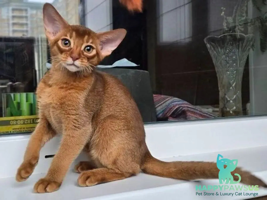 Brenda Abyssinian female sorrel - live animals