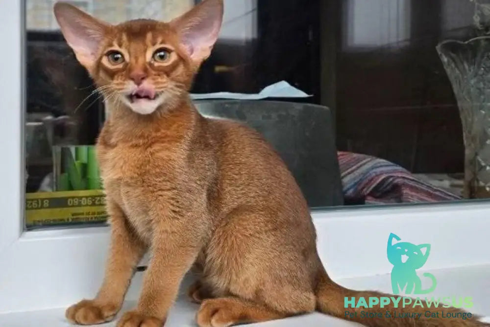 Brenda Abyssinian female sorrel - live animals
