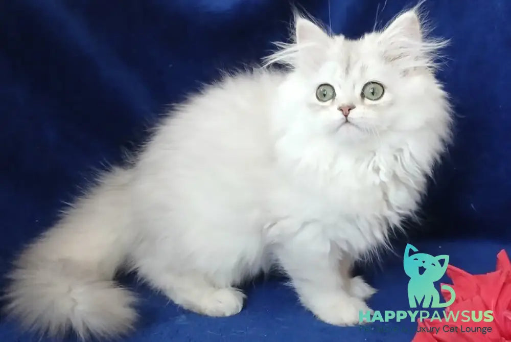 Brenda British Longhair female, black silver shaded | Happy Paws US