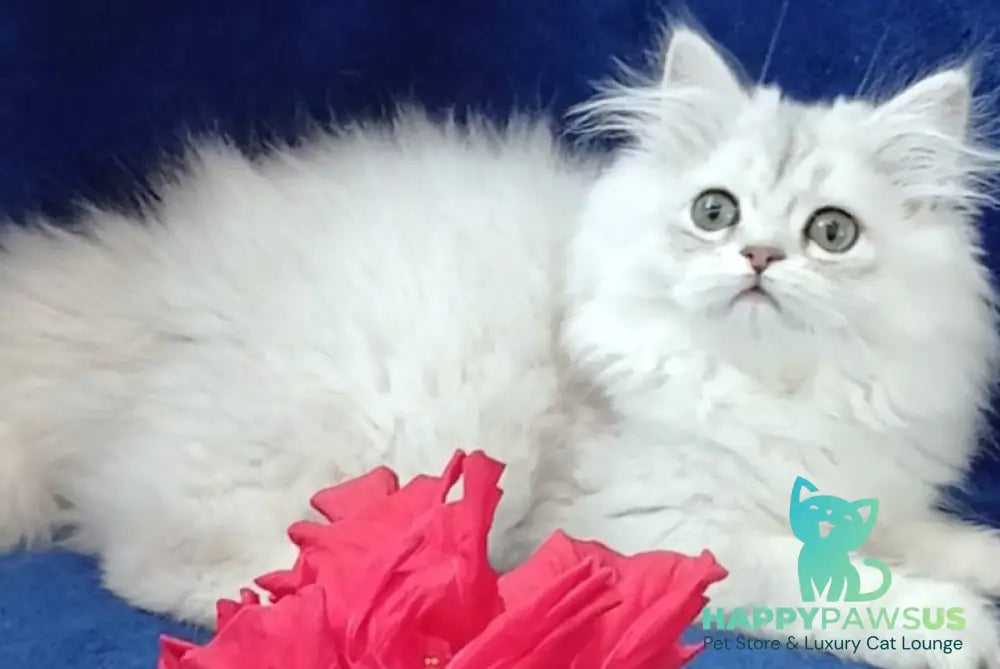 Brenda British Longhair female black silver shaded - live animals