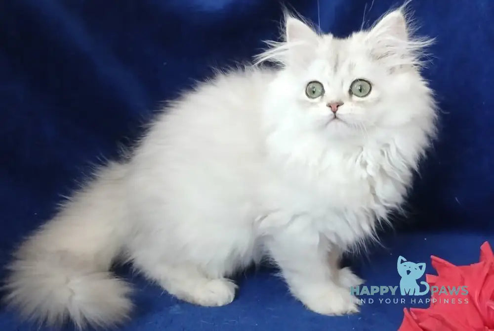 Brenda British Longhair female black silver shaded - live animals