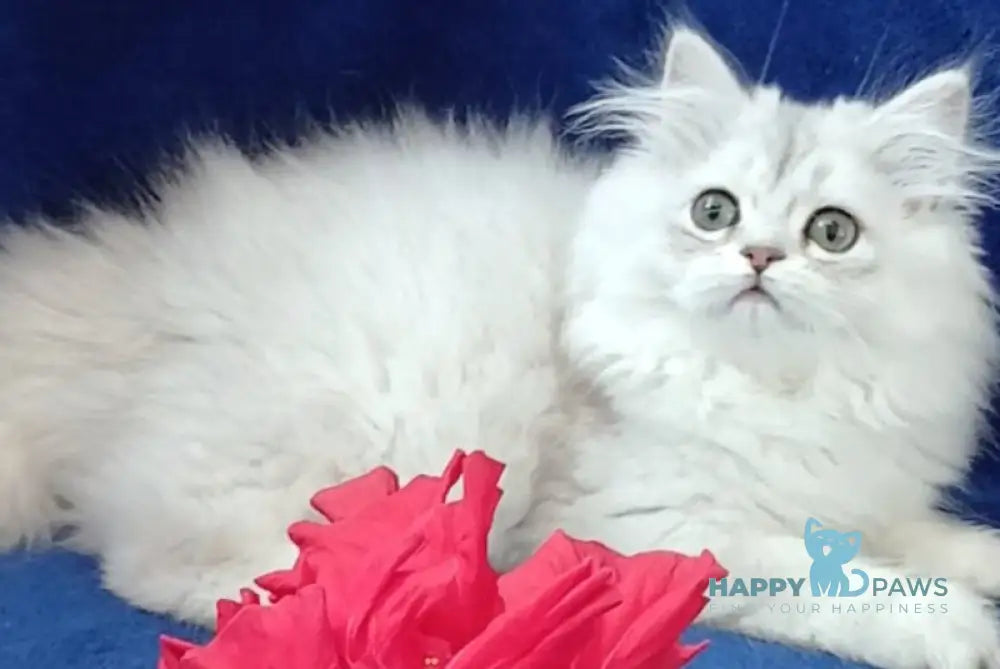 Brenda British Longhair female black silver shaded - live animals