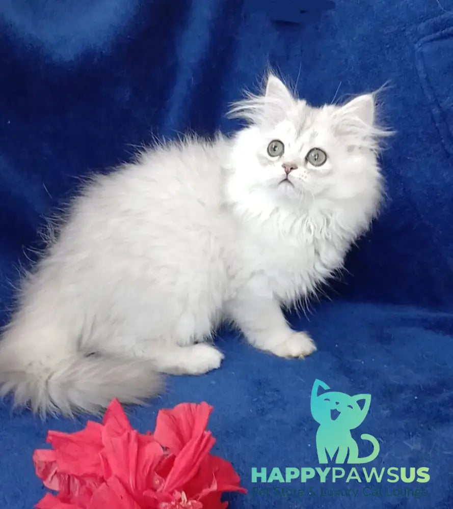 Brenda British Longhair female black silver shaded - live animals