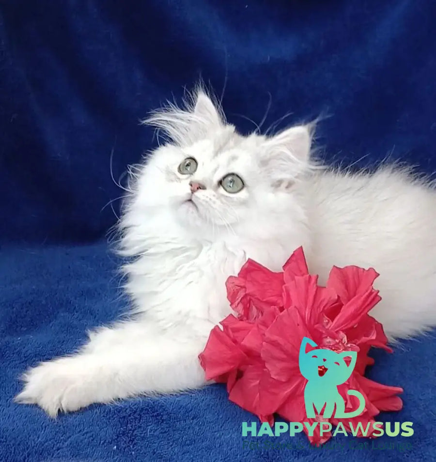 Brenda British Longhair female black silver shaded - live animals