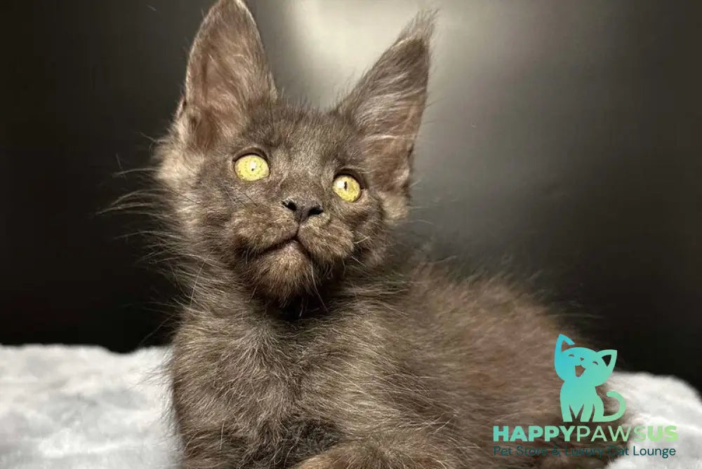 Brendon Maine Coon male black silver - live animals