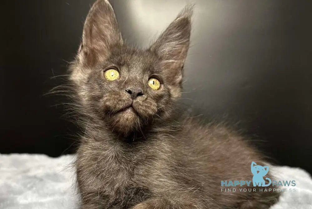 Brendon Maine Coon male black silver - live animals