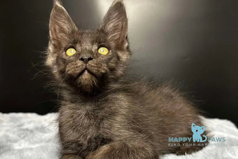 Brendon Maine Coon male black silver - live animals
