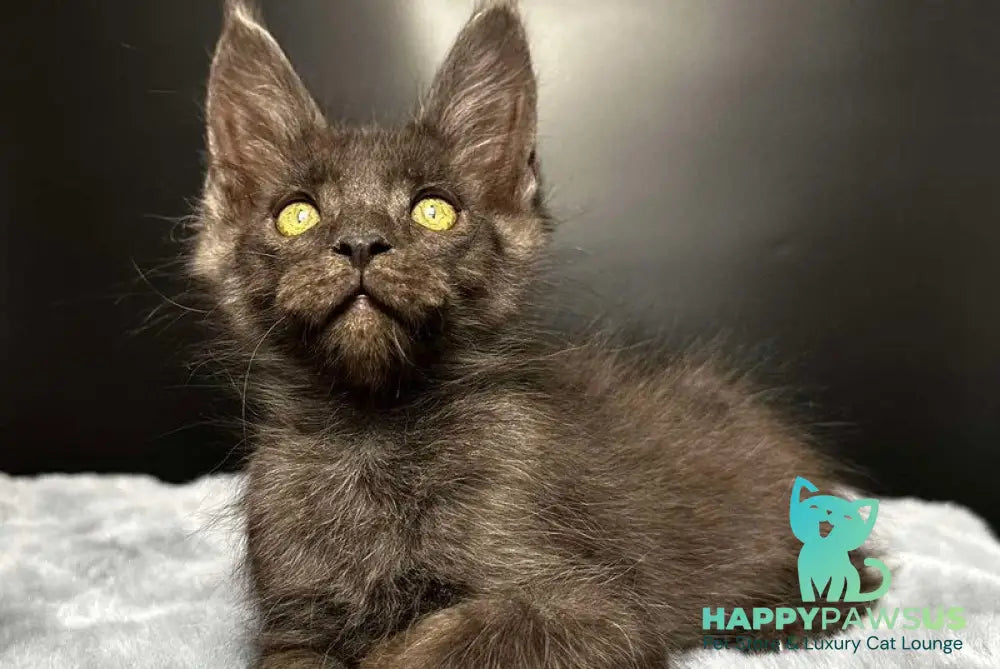 Brendon Maine Coon male black silver - live animals