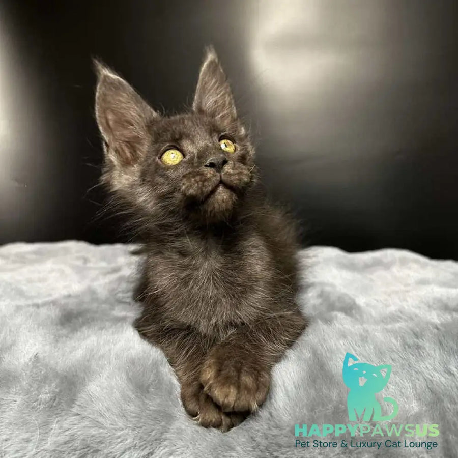 Brendon Maine Coon male black silver - live animals