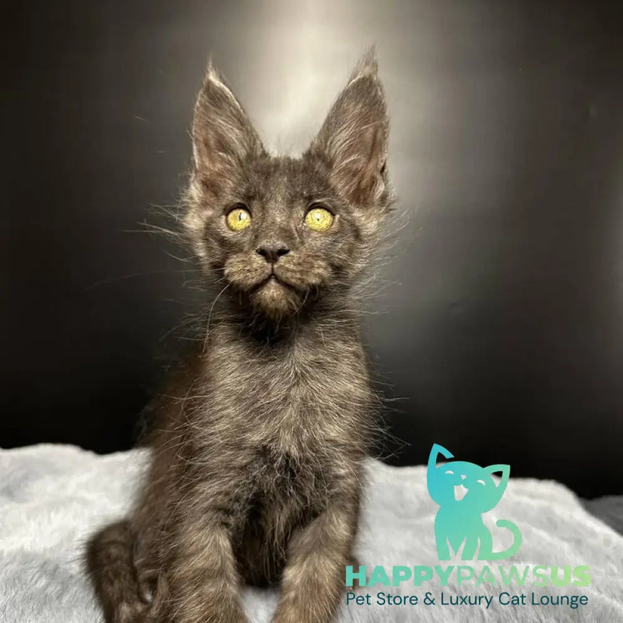 Brendon Maine Coon male black silver - live animals
