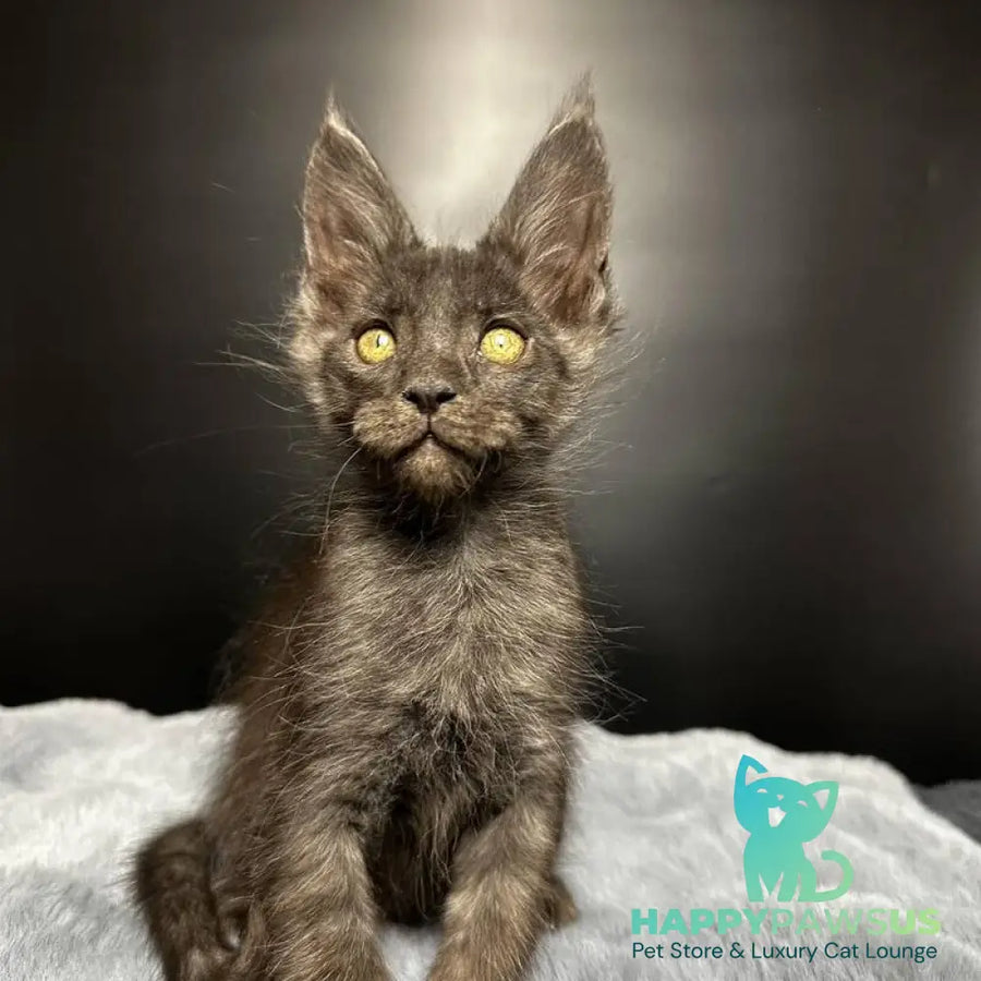 Brendon Maine Coon male black silver - live animals