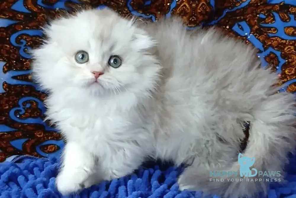 Brendon Scottish Fold male black silver shaded live animals