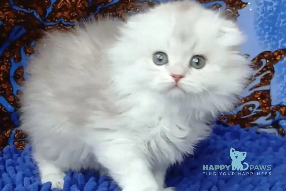 Brendon Scottish Fold male black silver shaded live animals