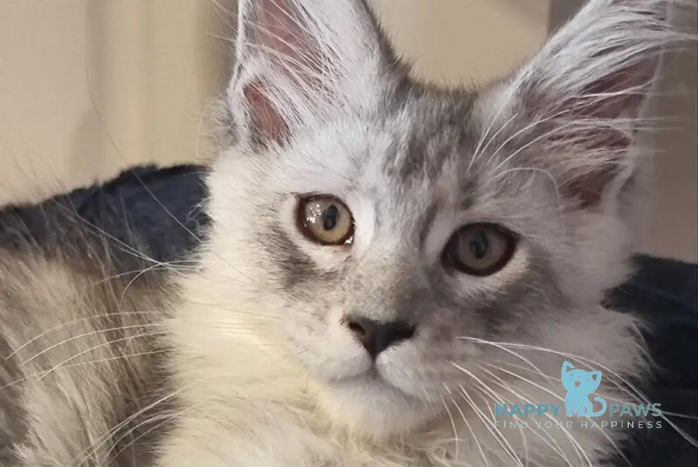 Brian Maine Coon male black silver spotted tabby live animals