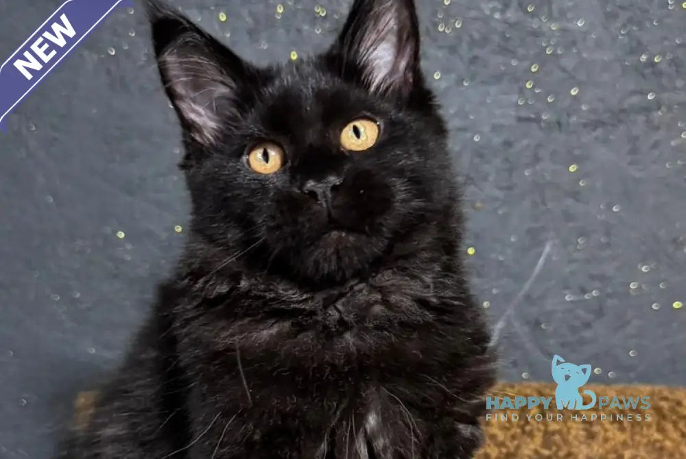 Brina Maine Coon female black live animals