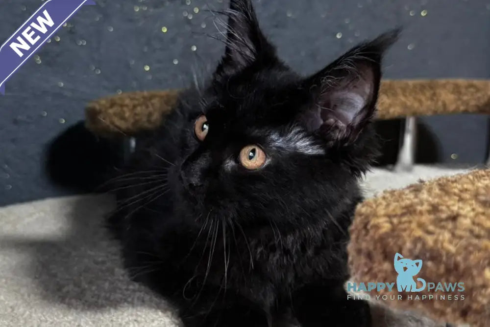 Brina Maine Coon female black live animals